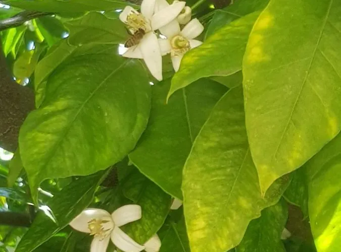 Ca Du Ginetto Bed & Breakfast Borgio Verezzi