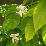 Ca Du Ginetto 住宿加早餐酒店 博尔焦韦雷齐