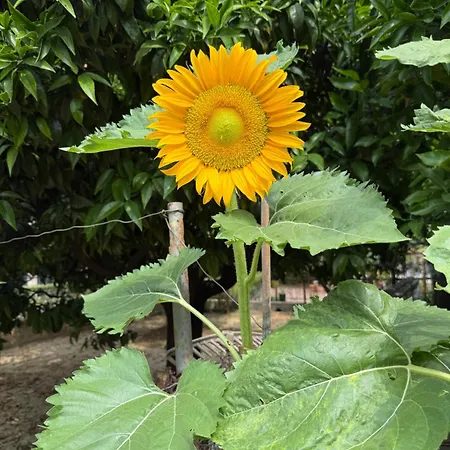 Ca Du Ginetto 博尔焦韦雷齐