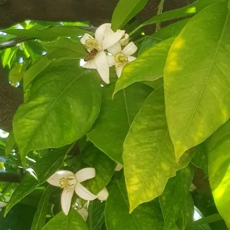 Ca Du Ginetto Oda ve Kahvaltı Borgio Verezzi