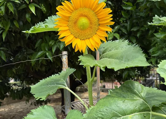 Ca Du Ginetto Borgio Verezzi